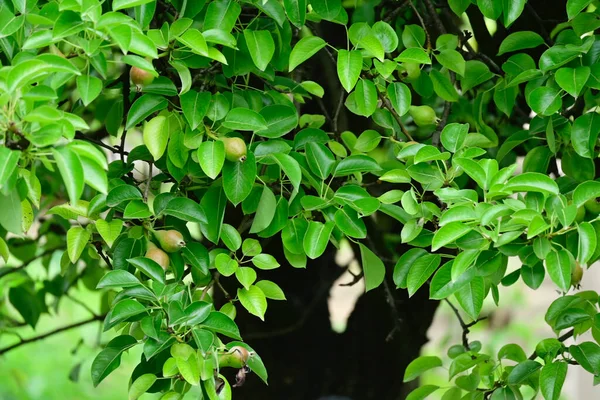 Дерево Спелыми Грушами Растет Открытом Воздухе Летняя Концепция Близкий Вид — стоковое фото