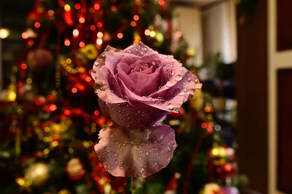 Красива Троянда Розмитому Фоні Літня Концепція Близький Вид — стокове фото