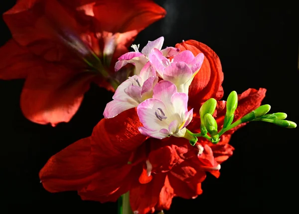 Buquê Flores Bonitas Fundo Escuro Conceito Verão Vista Próxima — Fotografia de Stock