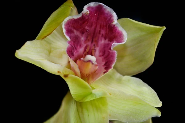 Zachte Bloemen Zwarte Achtergrond Close — Stockfoto