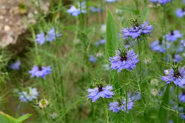 Hermosas Flores Que Crecen Jardín Verano Día Soleado —  Fotos de Stock