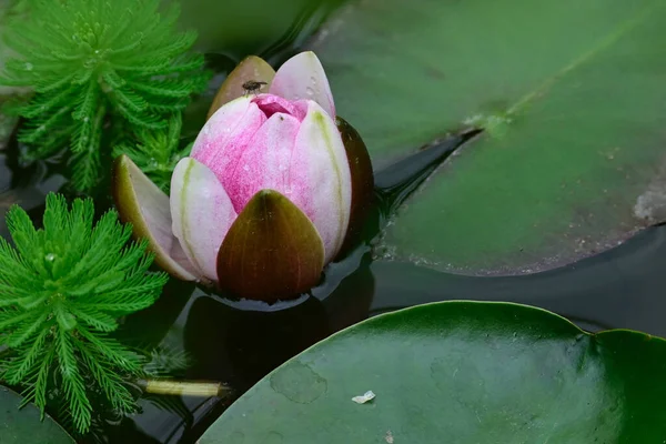 Vacker Blommande Lotus Växer Damm Sommardagen — Stockfoto