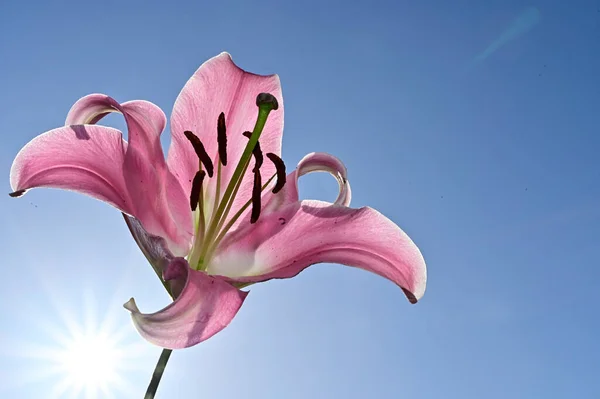 Beautiful Lily Flower Sky Background Summer Concept Close View — Stock Photo, Image