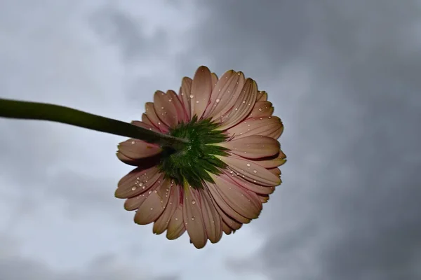 Krásný Gerbera Květ Obloze Pozadí Letní Koncept Zblízka — Stock fotografie