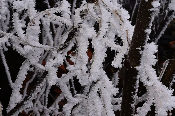 Замороженные Деревья Парке — стоковое фото