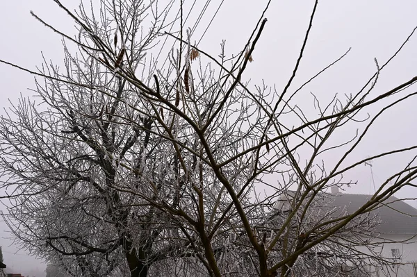 公園内の凍った木は — ストック写真