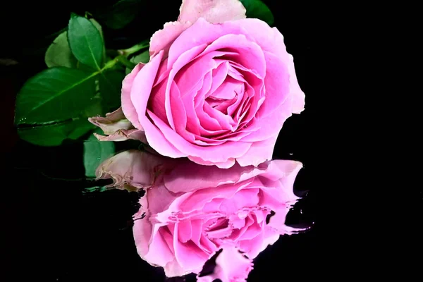 Belle Fleur Rose Avec Réflexion Sur Fond Sombre Concept Été — Photo