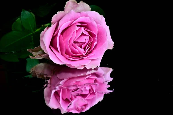 beautiful rose flower with reflection on dark background, summer concept, close view