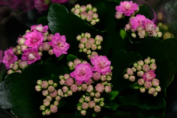 Beautiful Flowers Growing Garden Summer Sunny Day — Stock Photo, Image