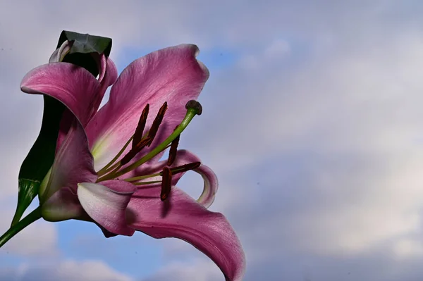 Belas Flores Fundo Céu Azul — Fotografia de Stock