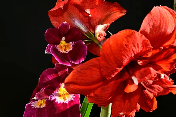 Bouquet Beautiful Flowers Dark Background Summer Concept Close View — Stock Photo, Image