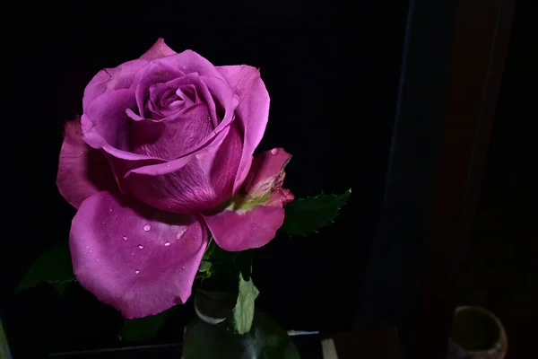 Sorprendentes Flores Tiernas Aisladas Sobre Fondo Negro — Foto de Stock