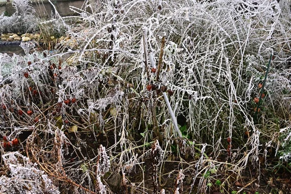 Замороженные Растения Парке — стоковое фото