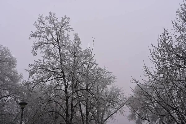 Parktaki Donmuş Ağaçlar — Stok fotoğraf