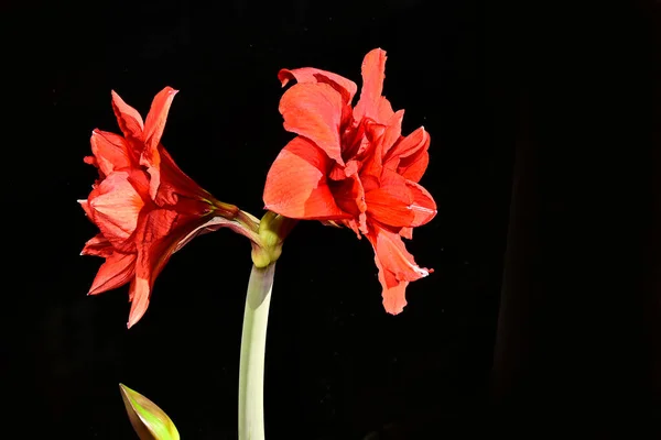 Tender Flowers Black Background Close — Stock Photo, Image