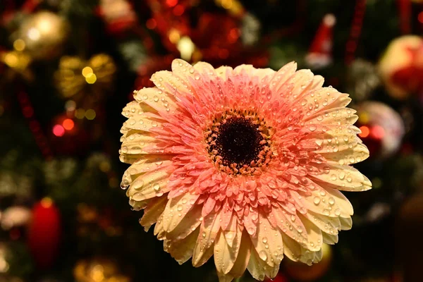 Gerber Virágok Elmosódott Háttér — Stock Fotó