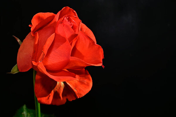 Beautiful rose on dark background, summer concept, close view