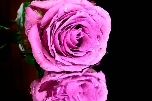 Krásný Růžový Květ Odleskem Tmavém Pozadí Letní Koncept Zblízka — Stock fotografie