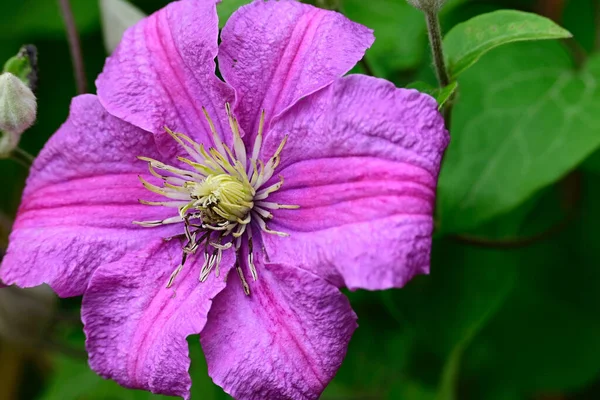 Belas Flores Crescendo Jardim Verão Dia Ensolarado — Fotografia de Stock