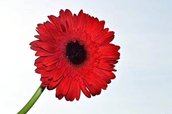 Schöner Blumenstrauß Auf Blauem Himmel Hintergrund — Stockfoto