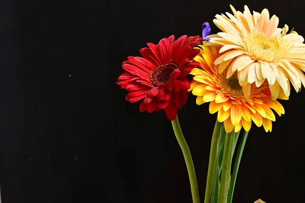 Bukiet Pięknych Kwiatów Tęczówki Gerbery Rozmytym Tle Widok Bliska — Zdjęcie stockowe