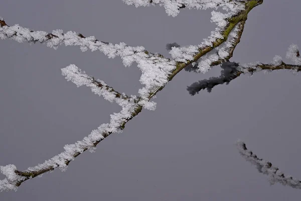Besneeuwde Boomtakken Het Park Winterdag — Stockfoto