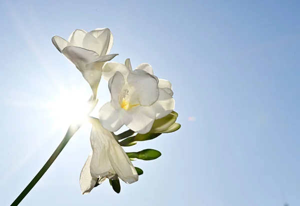 Hermosas Flores Sobre Fondo Cielo Azul —  Fotos de Stock