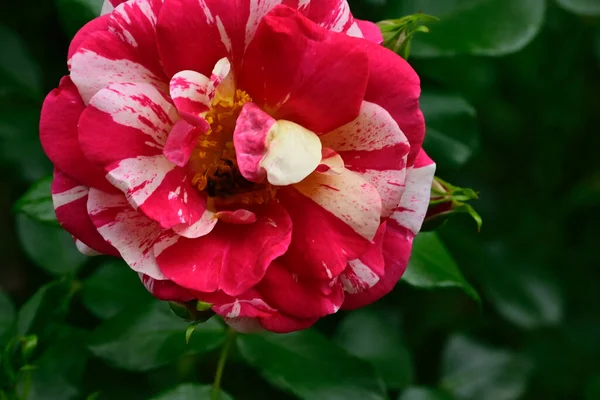 Schöne Rose Wächst Garten Sonnigem Sommertag — Stockfoto