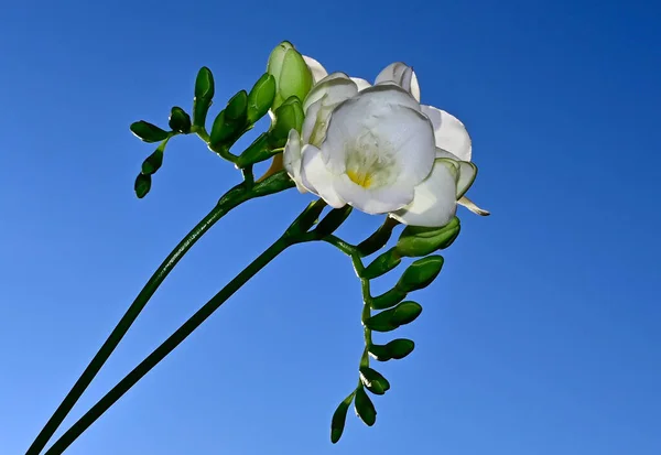 Hermoso Ramo Flores Sobre Fondo Azul Cielo —  Fotos de Stock