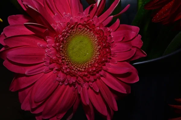 Gerber Kwiaty Rozmytym Tle — Zdjęcie stockowe