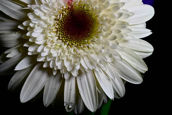 Gerber Blume Auf Schwarzem Hintergrund — Stockfoto