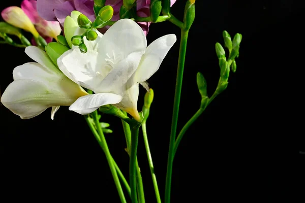 Μπουκέτο Όμορφα Λουλούδια Σκούρο Φόντο Καλοκαιρινό Concept Κοντινή Θέα — Φωτογραφία Αρχείου