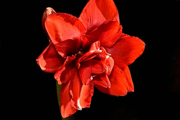 Belles Fleurs Rouges Sur Fond Sombre Concept Été Vue Rapprochée — Photo