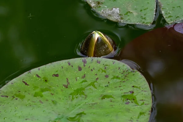 Mooie Bloeiende Lotus Groeien Vijver Zomerdag — Stockfoto