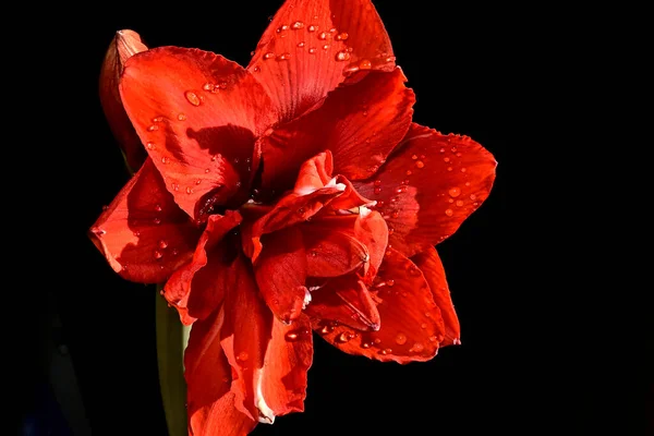 暗い背景に美しい赤い花夏のコンセプト近景 — ストック写真