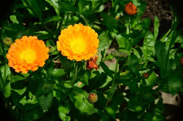 Hermosas Flores Jardín —  Fotos de Stock