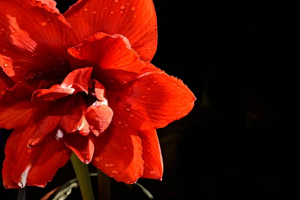 Schöne Rote Blumen Auf Dunklem Hintergrund Sommerkonzept Nahsicht — Stockfoto