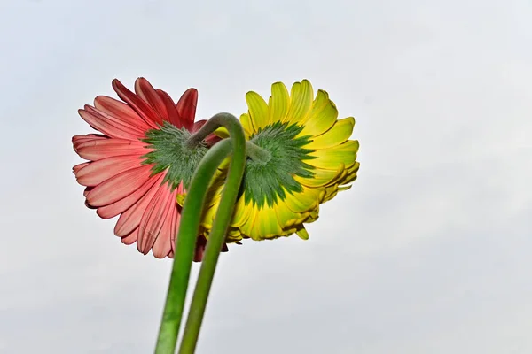 beautiful gerbera flowers on sky background, summer concept, close view