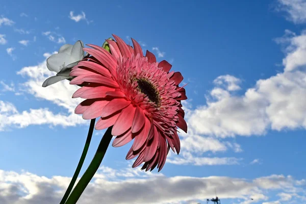 青い空に咲く美しい花束背景 — ストック写真