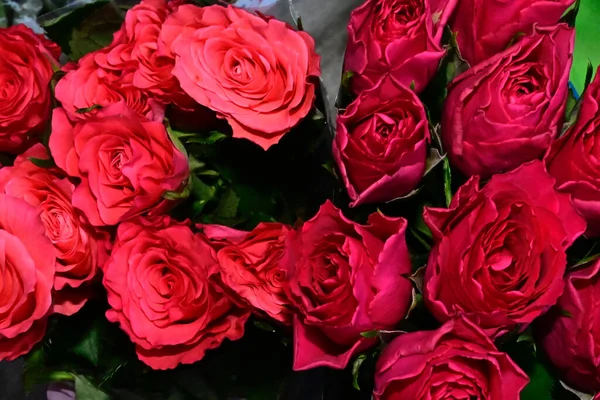 Schöne Rosen Auf Dunklem Hintergrund Sommerkonzept Nahsicht — Stockfoto