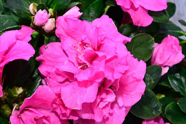 Hermosas Flores Azalea Sobre Fondo Borroso Concepto Verano Vista Cercana — Foto de Stock