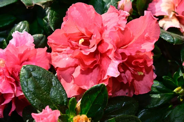 Vacker Azalea Blommor Suddig Bakgrund Sommar Koncept Nära Utsikt — Stockfoto