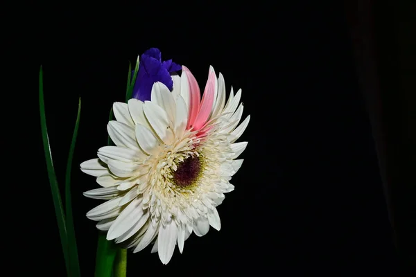 Niesamowite Przetargu Kwiaty Izolowane Czarnym Tle — Zdjęcie stockowe