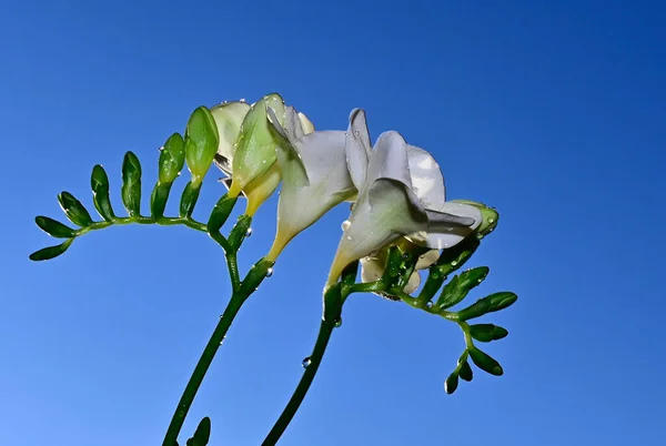 Hermoso Ramo Flores Sobre Fondo Azul Cielo —  Fotos de Stock