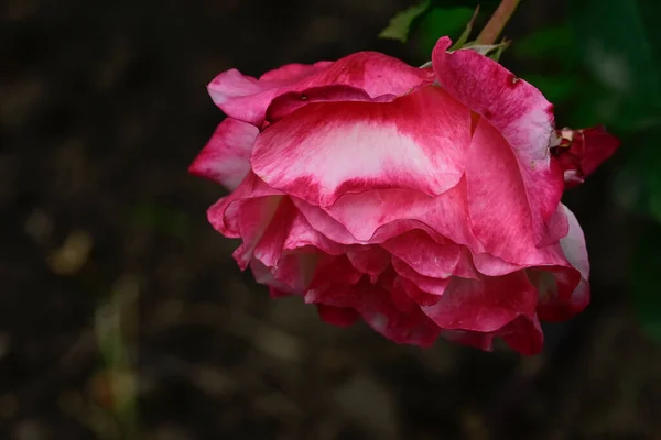 Belles Fleurs Poussant Dans Jardin Journée Ensoleillée Été — Photo