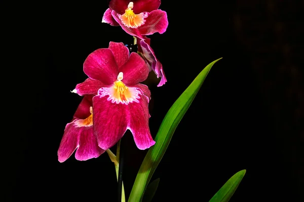 Ömma Blommor Svart Bakgrund Närbild — Stockfoto