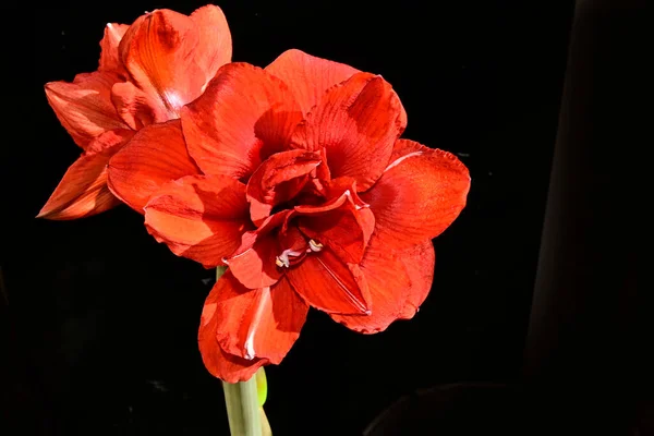 Tender Flowers Black Background Close — Stock Photo, Image