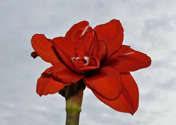 Fiori Colorati Fioriscono Sfondo Cielo Blu — Foto Stock