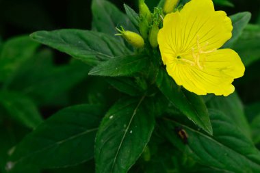 Güneşli yaz gününde bahçede yetişen güzel çiçekler. 