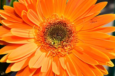 Güneşli yaz gününde bahçede yetişen güzel Gerbera. 